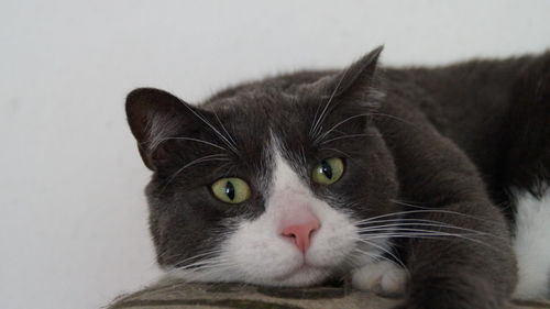 Close-up portrait of cat