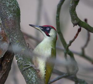 Close-up of bird perching on tree