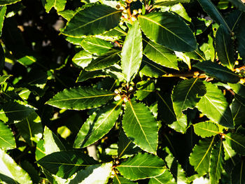 High angle view of insect on plant