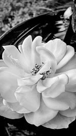 Close-up of white flower