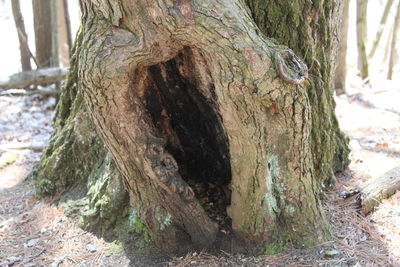 View of tree trunk