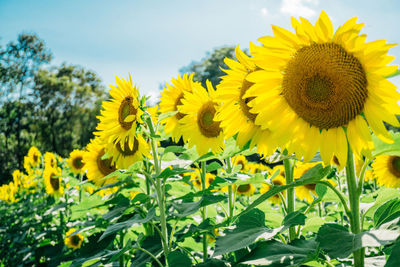 Close-up of sunflower field