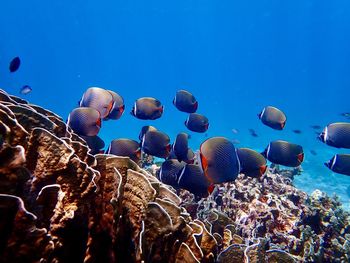 Close-up of coral in sea