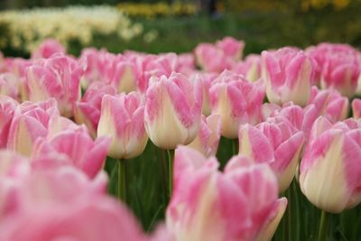 Close-up of pink tulips blooming in field