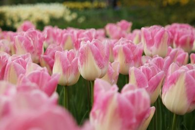 Close-up of pink tulips blooming outdoors