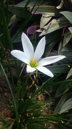 Close-up of white flower blooming outdoors