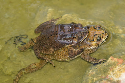 Close-up of frog in water