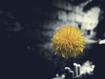 Close-up of yellow flower