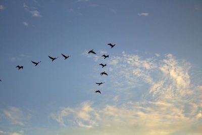 Low angle view of birds flying in sky