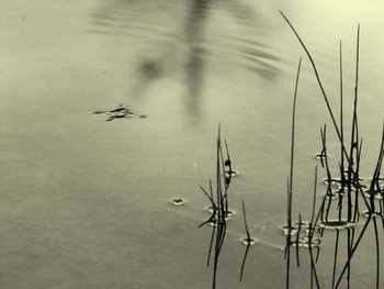 Close-up of plants in lake