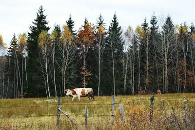 Horse on field against trees