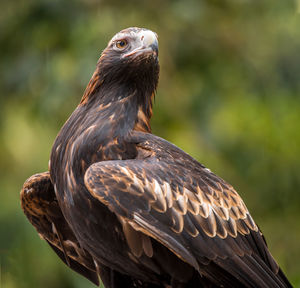 Close-up of an eagle 