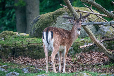Deer standing in a forest