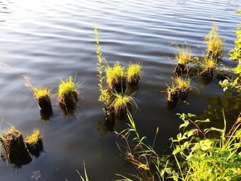 High angle view of plants on lake