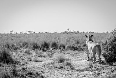 Horses in a field