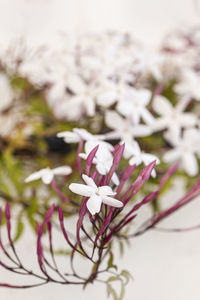 Close-up of cherry blossom