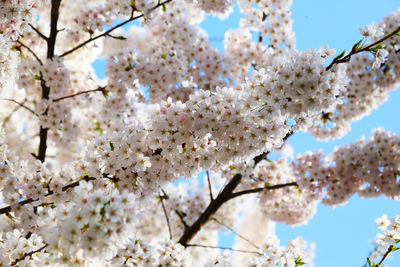 Close-up of cherry blossoms in spring