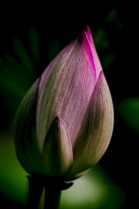 Close-up of pink lotus water lily