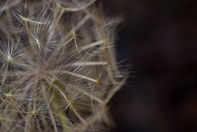 Close-up of dandelion flower