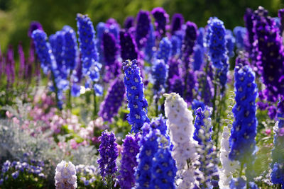 Close-up of purple crocus flowers on field