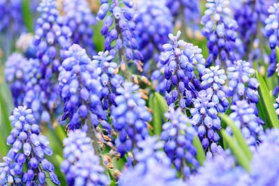 Close-up of purple flowers