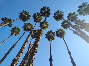 Low angle view of coconut palm trees against blue sky