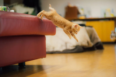 Kitten jumping from sofa on hardwood floor