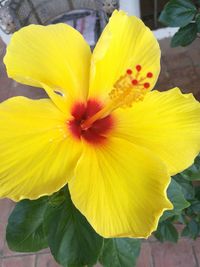 Close-up of yellow hibiscus blooming outdoors