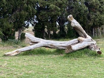 Fallen tree on field