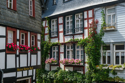 Potted plants outside building