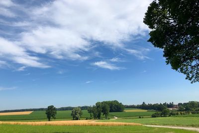 Scenic view of agricultural field against sky