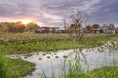 Plants growing on field by lake and building against sky