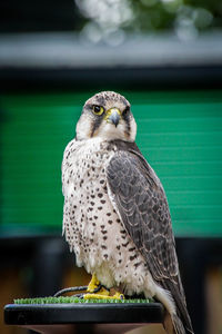 Close-up portrait of owl perching outdoors