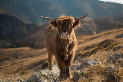 Horse standing on field