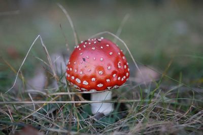 Close-up of fly agaric mushroom