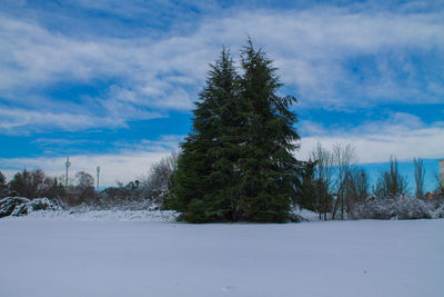 Trees on snow field against sky