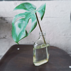 Close-up of flower vase on table