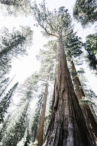 Low angle view of trees against sky