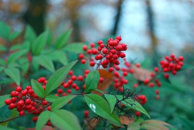 Close-up of red berries growing on tree