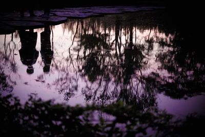 Reflection of trees in puddle