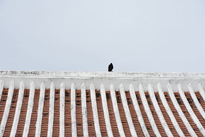 Bird perching on snow covered against clear sky