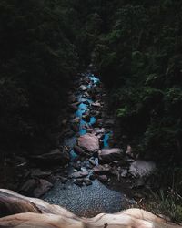View of rocks and trees in forest