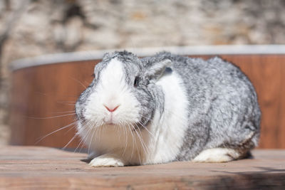 Full length adorable white and gray dutch rabbit bunny