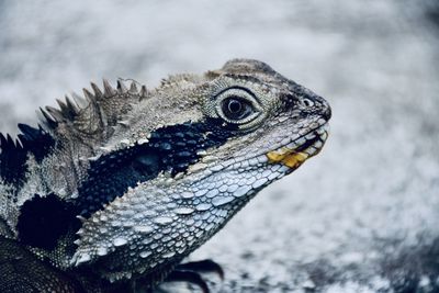 Close-up of lizard