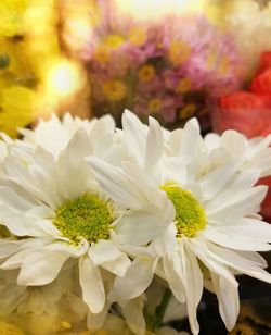 Close-up of flowers