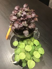 High angle view of potted plant on table