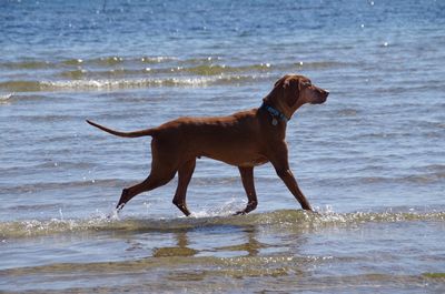 Brown dog running at beach