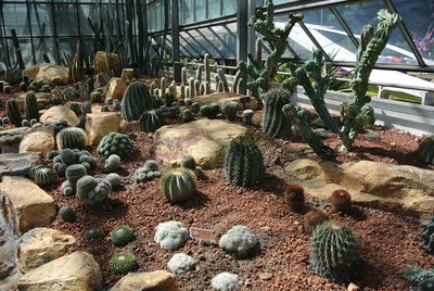 Plants in greenhouse