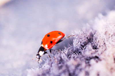 Close-up of ladybug