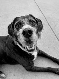 Close-up portrait of dog sitting outdoors
